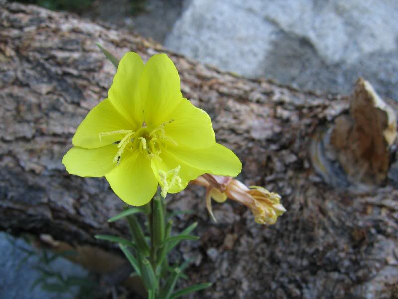 Evening Primrose