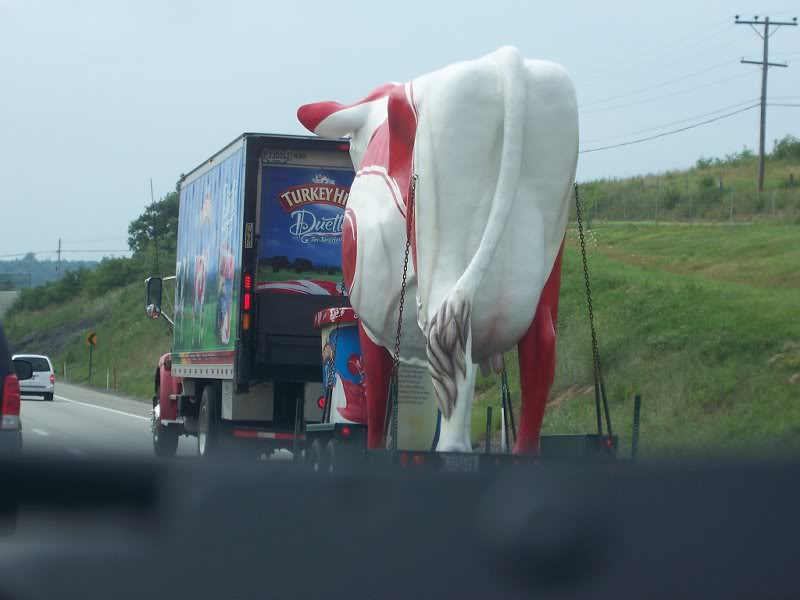 I do, I do see a puddy cow!