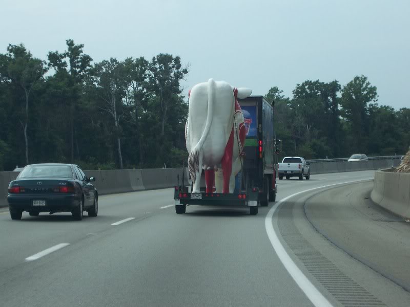 Is that a cow I see before me?