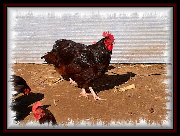 Hoss won BOS at Pope County Fair 2011 but went to molti...