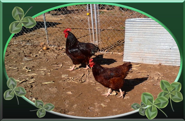 My RI Red Rooster "Hoss" 1.29.12