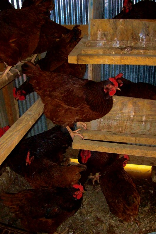 reds in flood 11.22.11