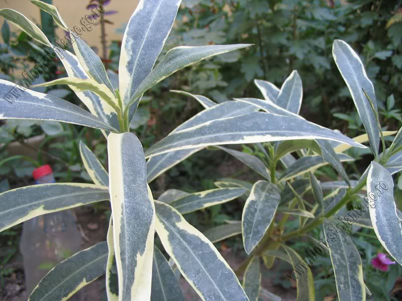 leandru frunze bicolore