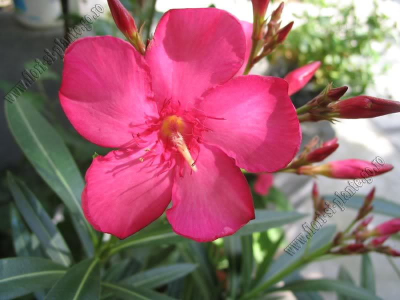 leandru rosu simplu 2