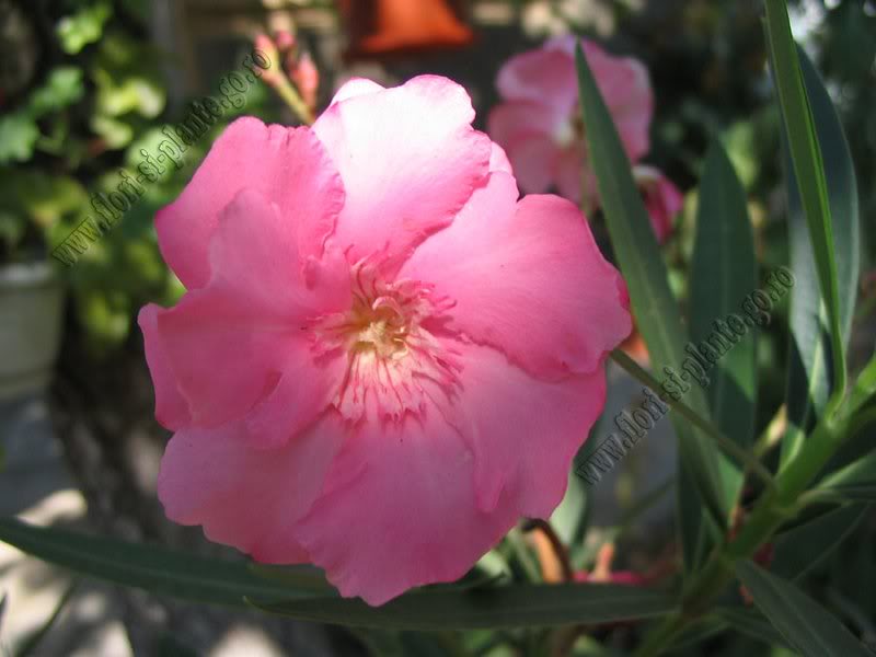 leandru roz involt 1