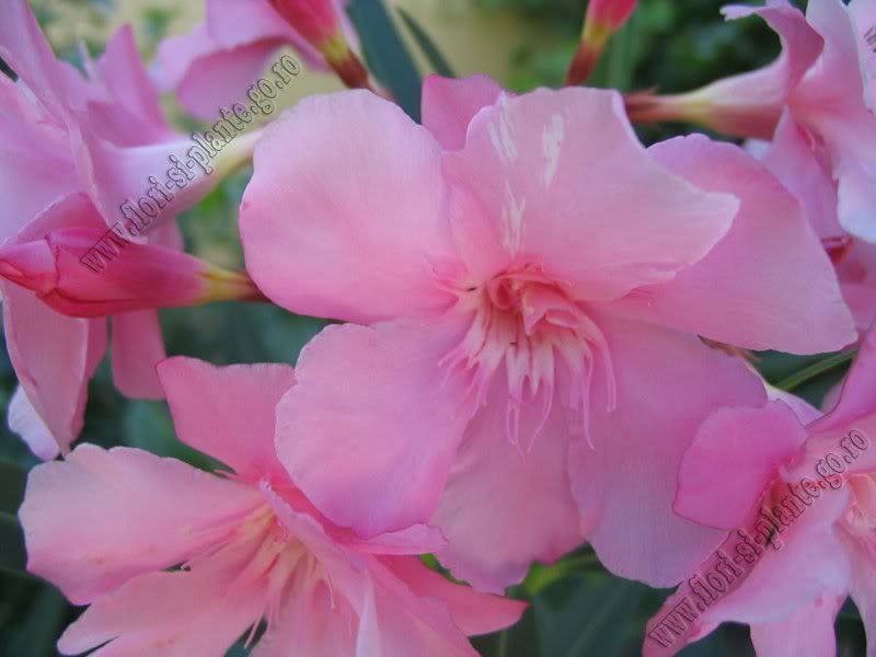 leandru roz involt 2