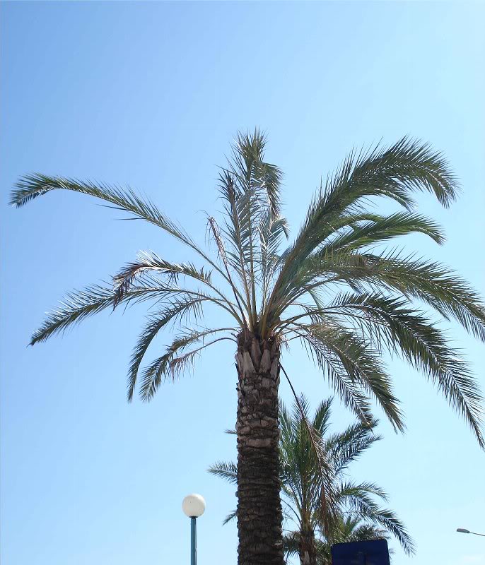 Attaque Paysandisia sur Dactilifera- dsc03164