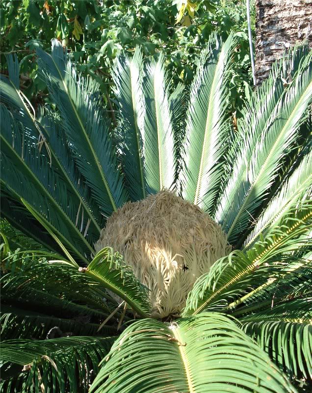 Madame Cycas - dsc03180