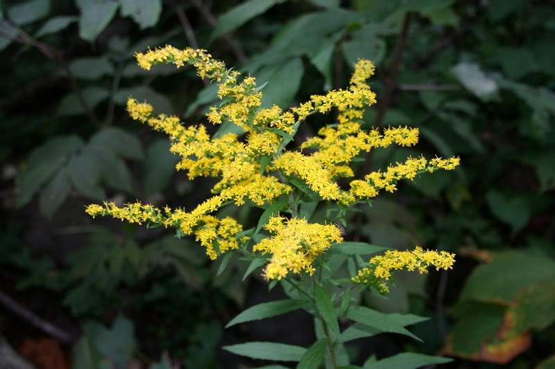 GOLDENROD