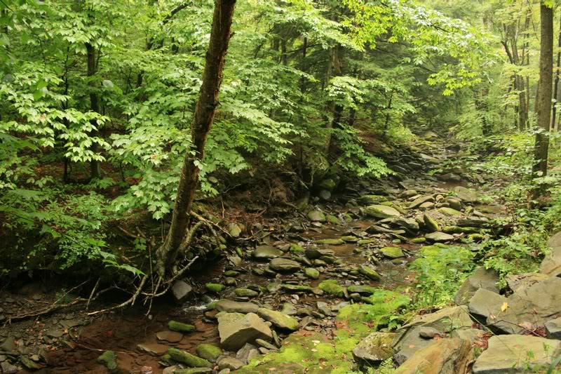 STREAM NEXT TO SPRUCETON TRAIL
