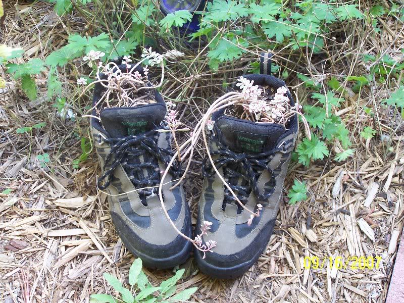 "Tricolor' Stonecrop