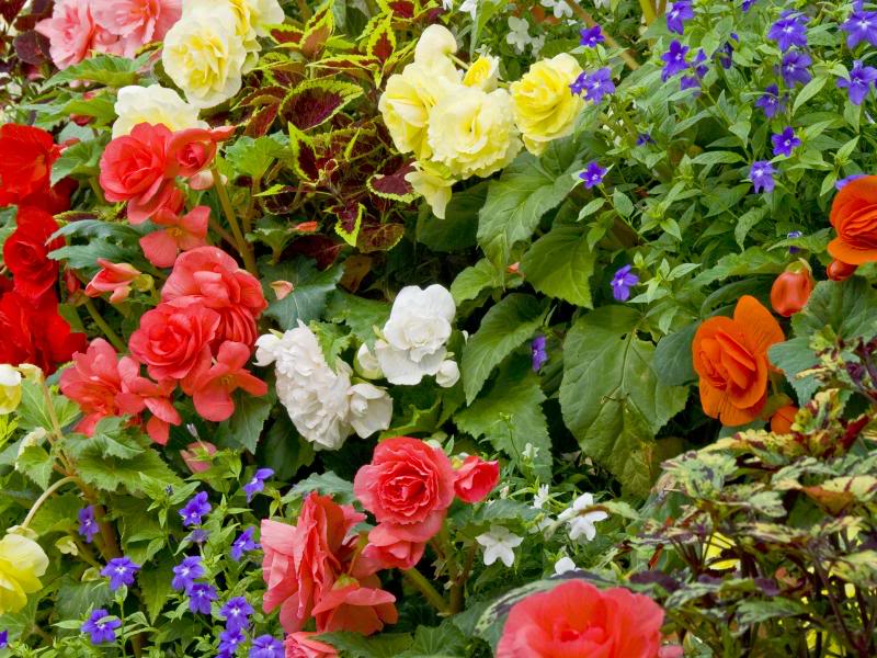 BEGONIAS