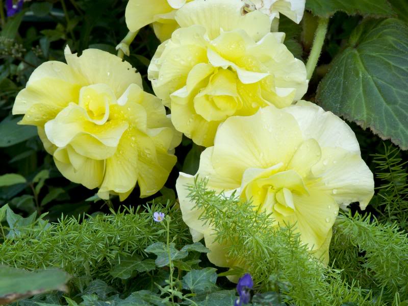 YELLOW BEGONIAS