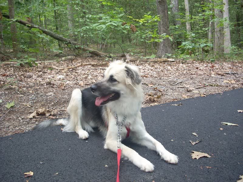 Short Attention Span