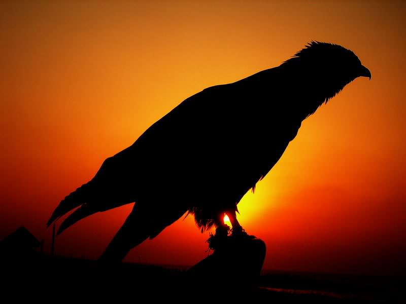 013-A SAKR BIRD SILHOUETTES *BY(amen2 006)