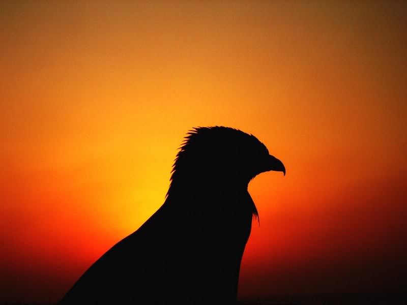 014-A SAKR SILHOUETTES *BY(amen2 006)