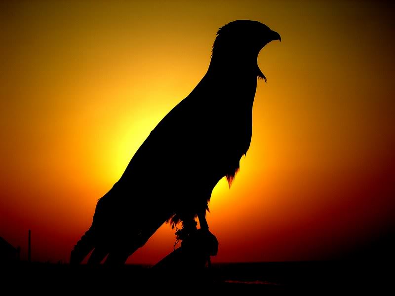 04-A SAKR BIRD SILHOUETTES *BY(amen2 006)