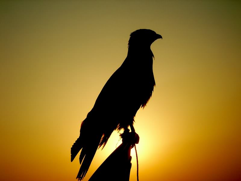 05-A SAKR BIRD SILHOUETTES *BY(amen2 006)
