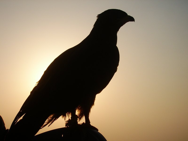 A SAKR SILHOUETTES *BY(amen2 006)