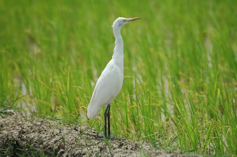 Cattle Egret