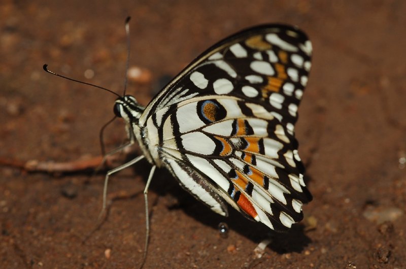Lime Swallowtail Butterfly