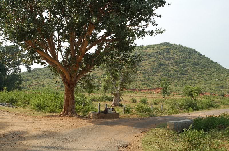 Seena resting under the tree