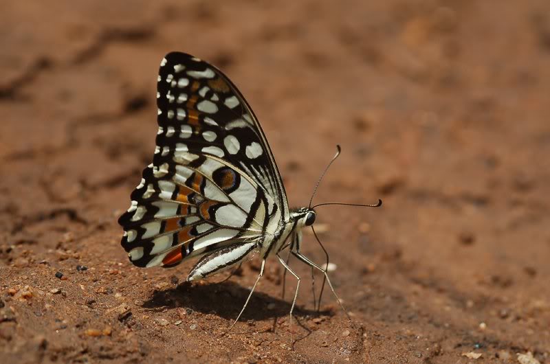 This one allowed as close as the minimum focus distance...