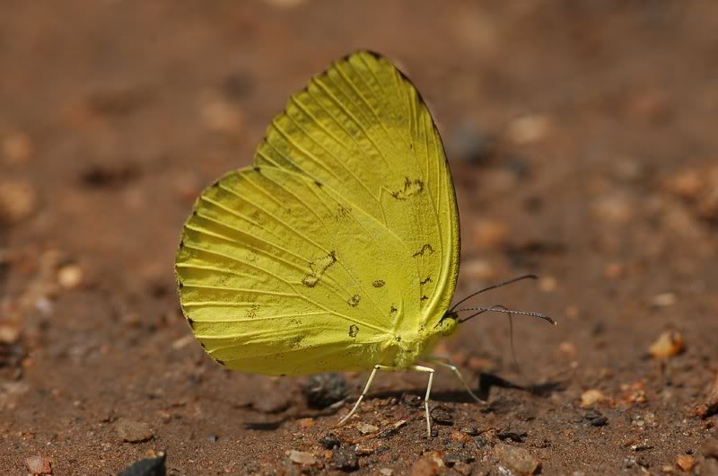 Three Spot Grass Yellow ( Eurema blanda silhetana )