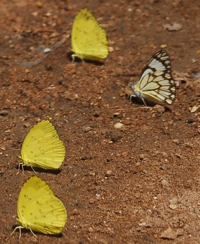 Who is first in the race ?