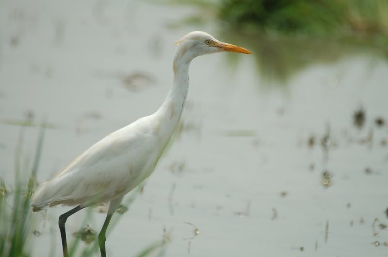 getting ready for the meal