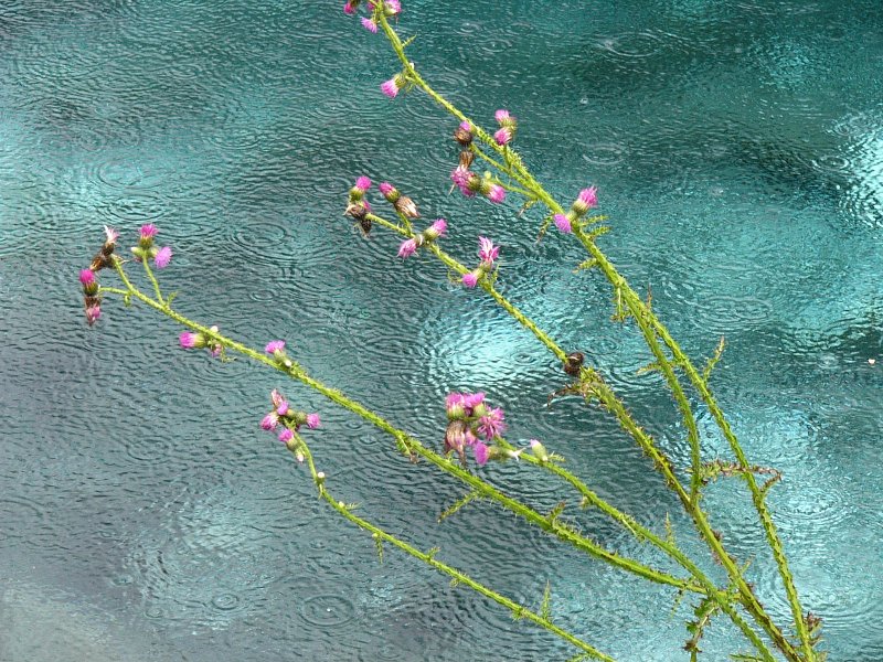 jiuzhaigou in the rain-06