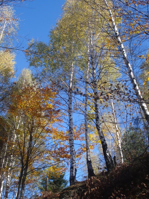 "Bonjour!" said us the birches