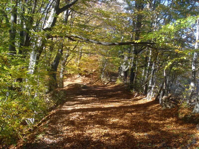 and the road was smiling..