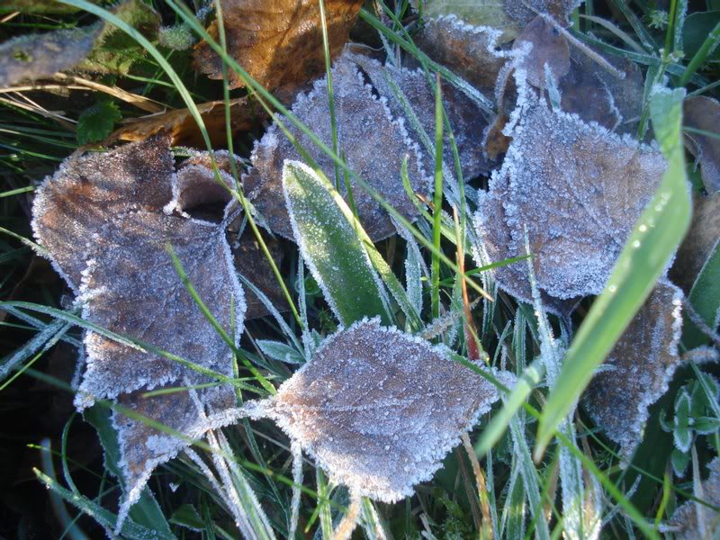 the leaves were frozen on the ground