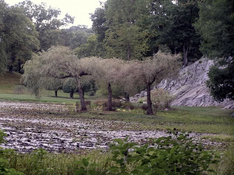 4 trees along the water