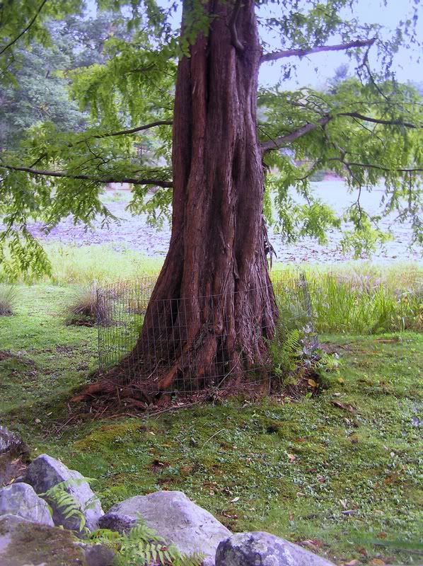 Beautiful Seqoia tree against the blue sky and the blue...