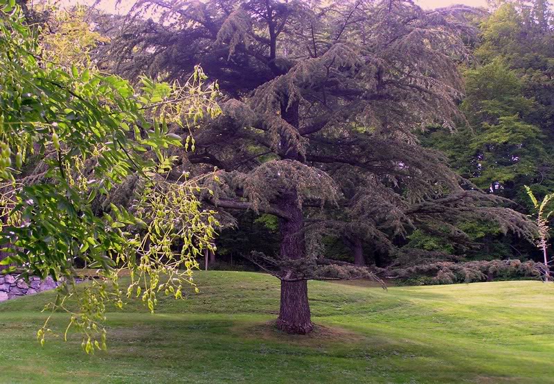 Chris and I both agree that this is a very pretty tree