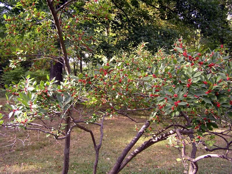 green leaves and red berries