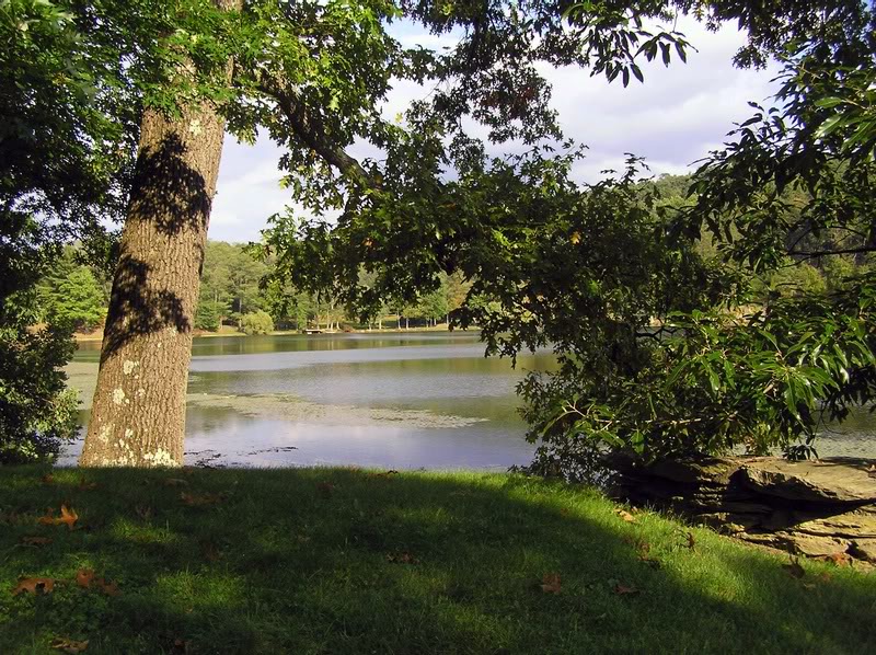 the tree by the pond, blue skies reflected in blue wate...