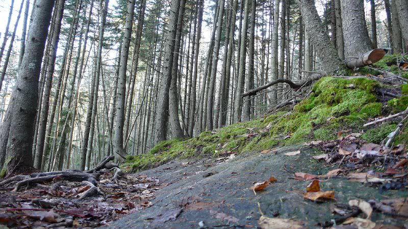 Return trip along the AT.