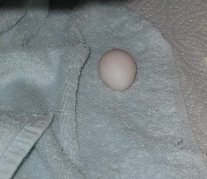 Mango - Egg laid 1/13/03