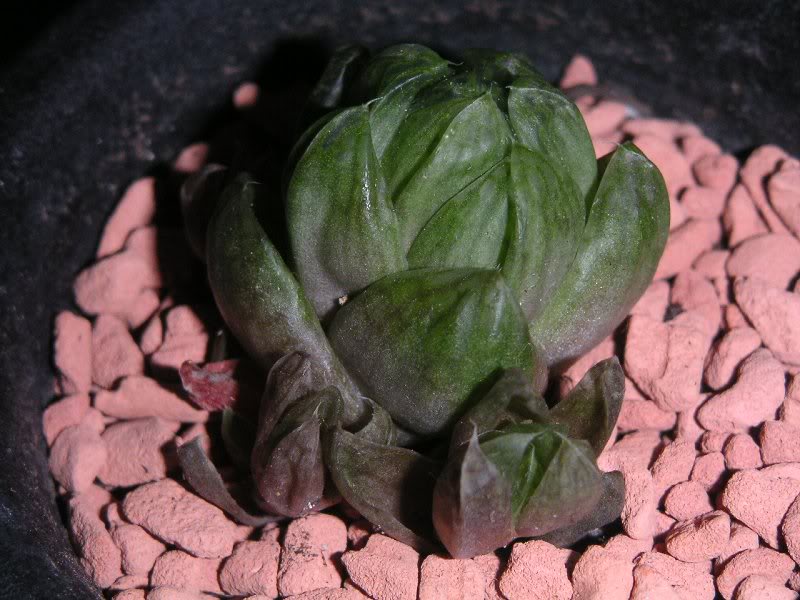 20070925_hawort hia obtusa