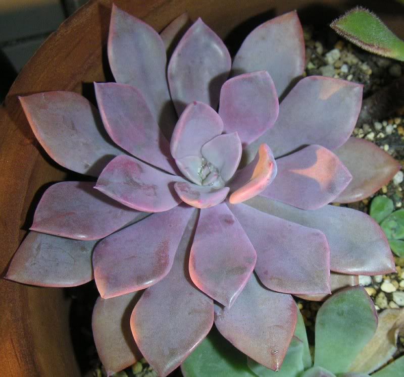 20071028_egrap. debbie01