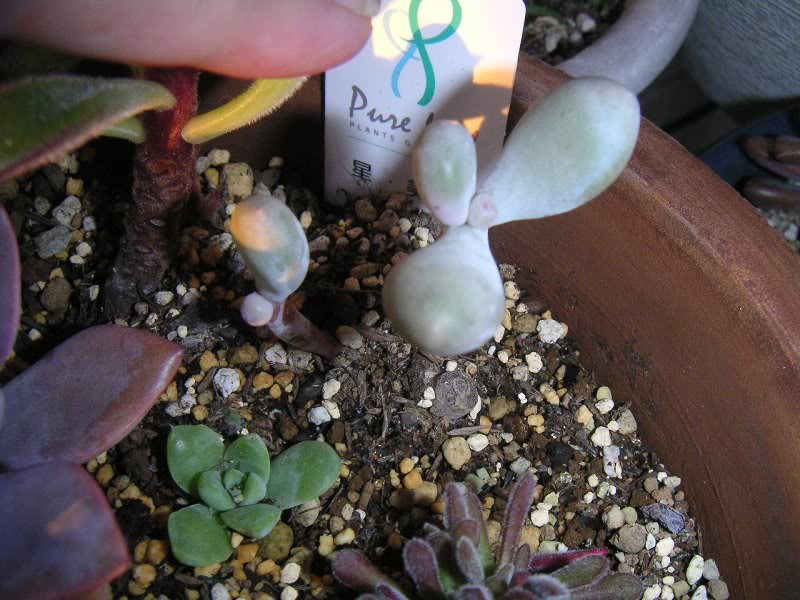 20071028_hoshib ijin