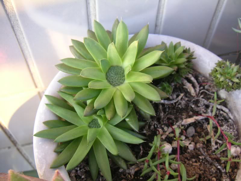 20071028_nazota niku