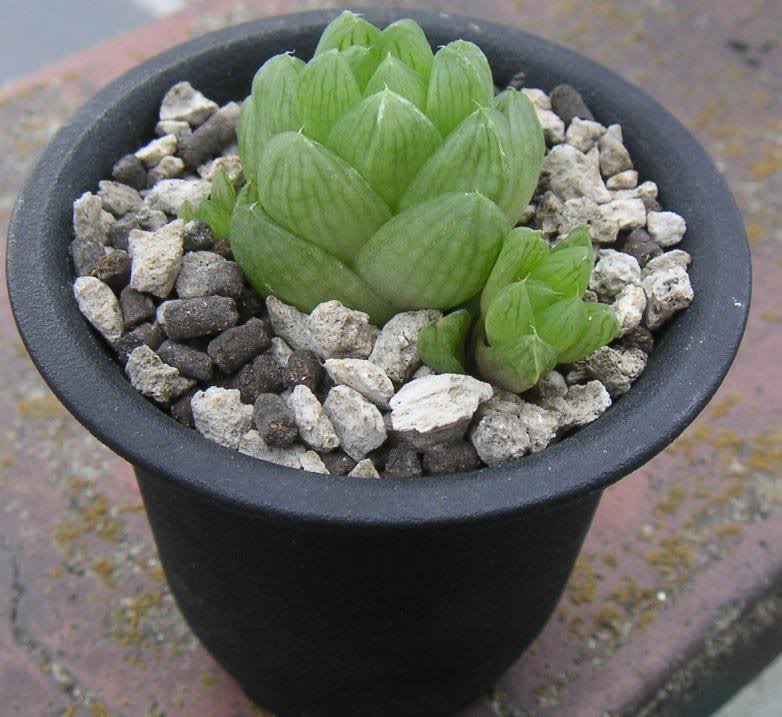 haworthia obtusa