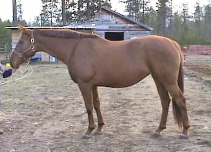 Rosinante ("Ruby") is 16.1hh & very modern in type