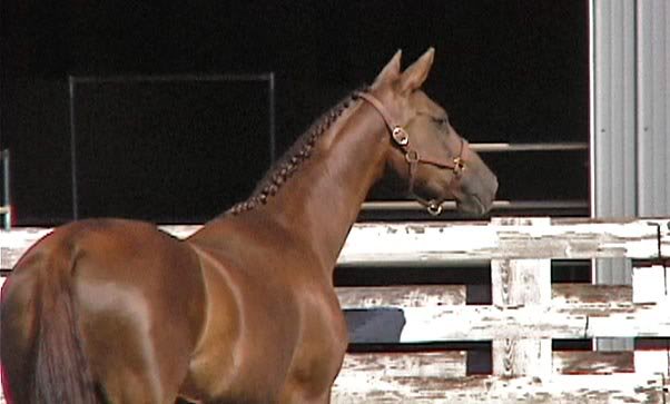 Ruby At the RPSI Inspection