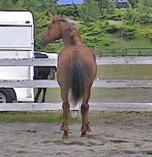 Super Bone & VERY Correct