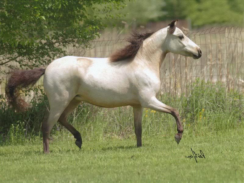 elegancehessmay 2005